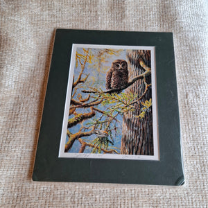 Spotted Owl | Signed Print | Ed Newbold | Pre-Loved