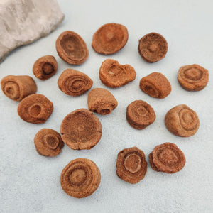 Stromatolite Fossil | Ancient Grounding | Assorted