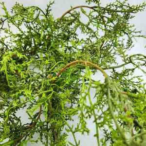Sweet Annie Fern Garland | Artificial | Display