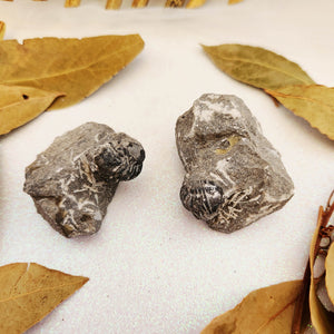 Trilobite Metacanthina Fossil