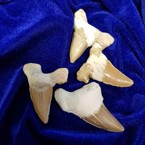 Otodus Obliquus Fossilised Shark Tooth (50m yrs)