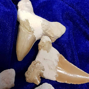 Otodus Obliquus Fossilised Shark Tooth (50m yrs assort. approx. 4.9-5.7x3.6-4.8cm)