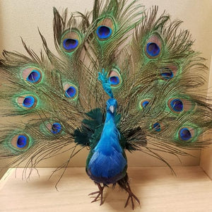 Peacock with Open Tail