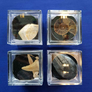 Assorted Fossils in Magnified Boxes