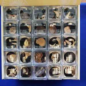 Assorted Fossils in Magnified Boxes