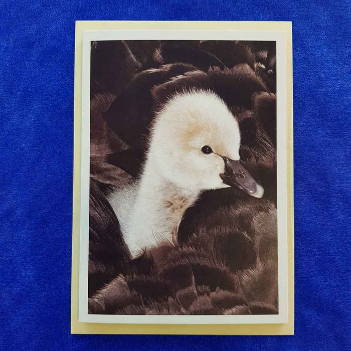Baby Swan/Cygnet Card (blank)