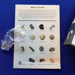 Fossil Collection Kit (15 small fossills & magnifier)