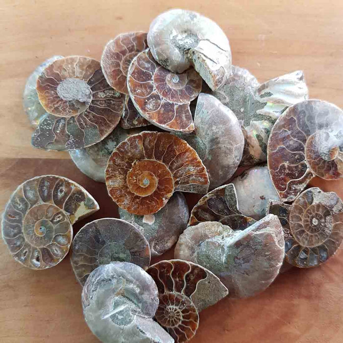 Ammonite Fossil (assorted. polished. approx. 3-4x2.5-3.5cm)