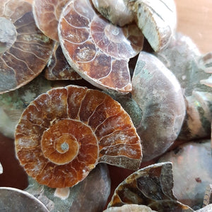 Ammonite Fossil (assorted. polished. approx. 3-4x2.5-3.5cm)