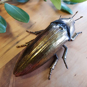 Beetle (optional wall mounted approx. 14x9x4cm)