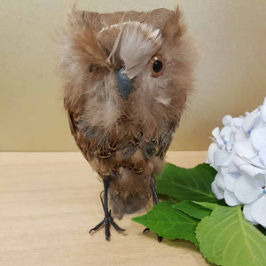 Brown Feathered Owl