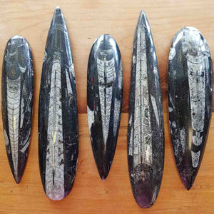 Orthoceras Fossil Blade