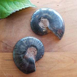 Ammonite Pair. (damaged tip approx. 6x5cm each)