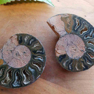Ammonite Pair. (damaged tip approx. 6x5cm each)