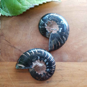 Ammonite Fossil Pair. (approx. 4.5x3.5cm each)