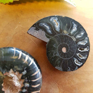 Ammonite Fossil Pair. (approx. 4.5x3.5cm each)