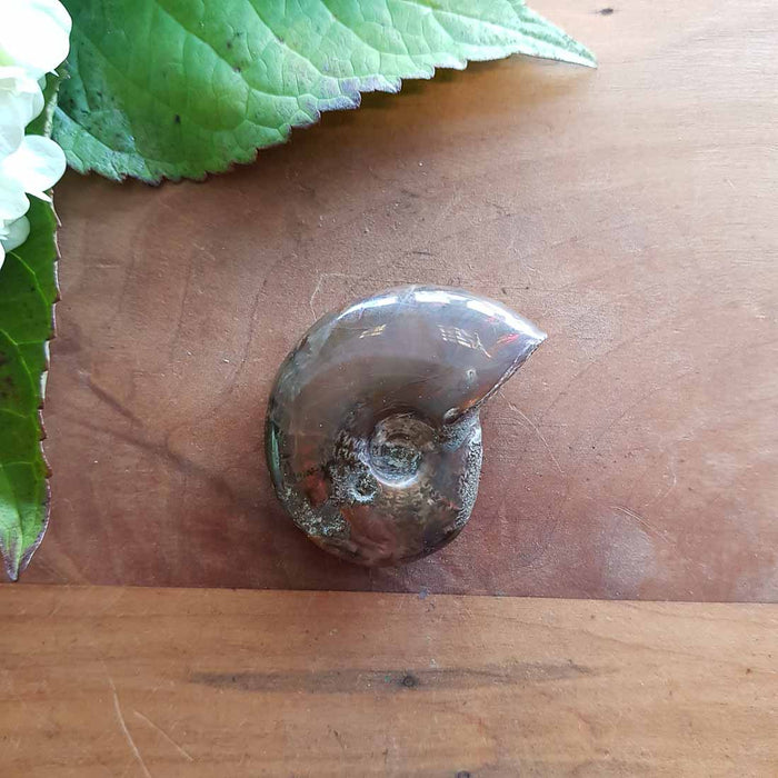 Ammonite Fossil. (assorted. polished. approx. 4.5x3.5cm)