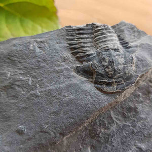 Pipe Stone Rough Rock (with partial Trilobite Fossil insitu approx. 17x13x4cm)