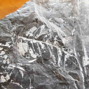 Fossilised Silver Fern (90m. yrs, Cretaceous Period, USA)