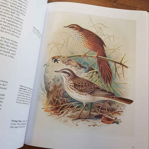 Maori Bird Lore. (an introduction)