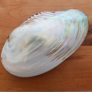 Shell Trinket Box. (approx. 23x6x12cm)