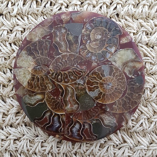 Ammonite Fossil Plate (approx. 11x11cm)