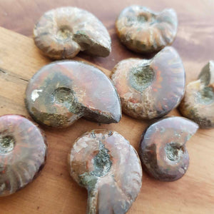 Opalised Ammonite Fossil 