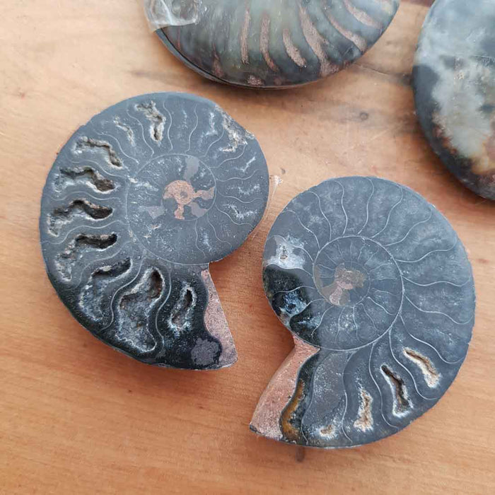 Ammonite Fossil (assorted. approx. 5-5.6x4.2-4.6x0.7-1.2cm)