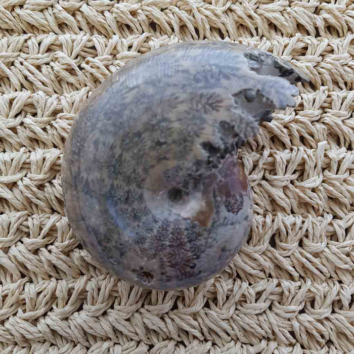 Polished Ammonite Fossil (approx. 7.5x9x4.5cm)