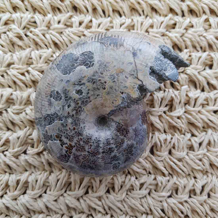 Polished Ammonite Fossil (approx. 6.5x8.5x4.5cm)