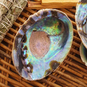 NZ Paua Shell Assorted Sizes