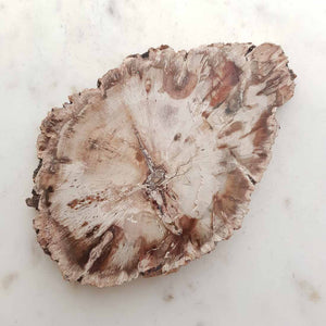 Petrified Wood Slab