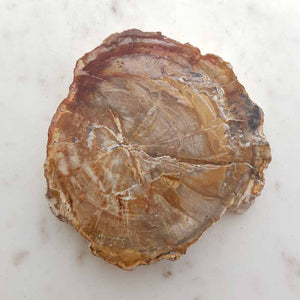 Petrified Wood Slab