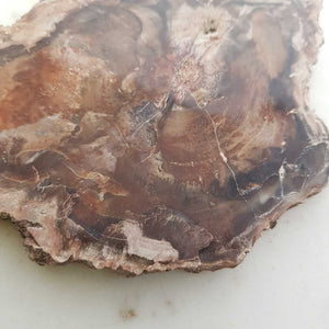 Petrified Wood Slab