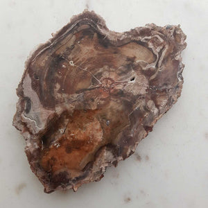 Petrified Wood Slab