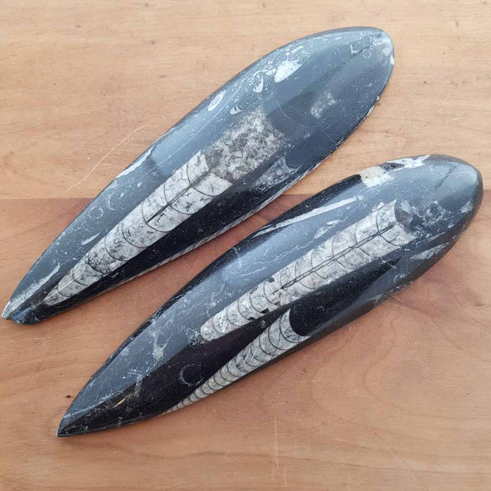 Orthoceras Fossil Blade (assorted approx. 12.9-17.3x5.1-5.3cm)