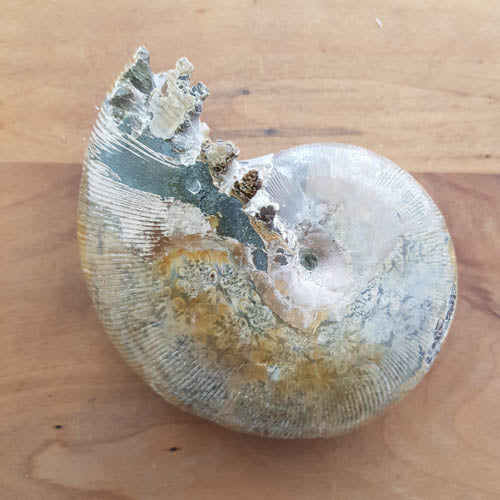 Ammonite Polished Specimen (approx. 8.4x10.8x4.5cm)