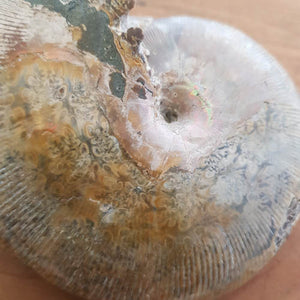Ammonite Polished Specimen