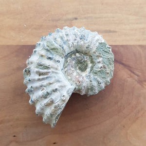 Natural Ammonite Fossil Specimen