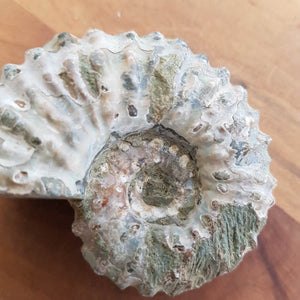 Natural Ammonite Fossil Specimen