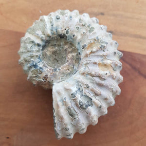 Natural Ammonite Fossil Specimen