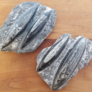 Orthoceras Fossil Blades (assorted. approx. 2.6-3x8.5-9.2x10.7-12.4cm)