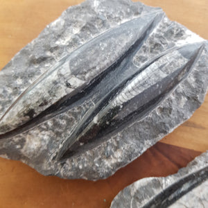 Orthoceras Fossil Blades (assorted. approx. 2.6-3x8.5-9.2x10.7-12.4cm)