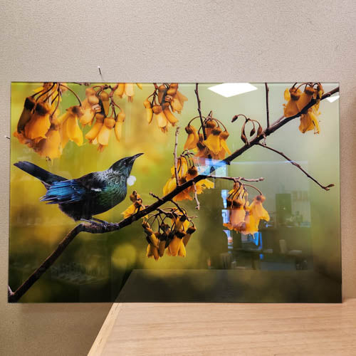 Tui And Kowhai Print On Glass (approx. 60x40cm)