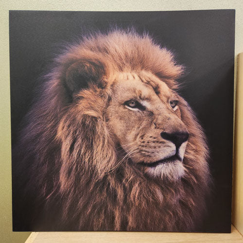 Lion Canvas (approx 50x50cm)