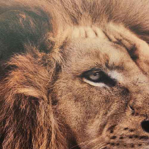 Lion Canvas