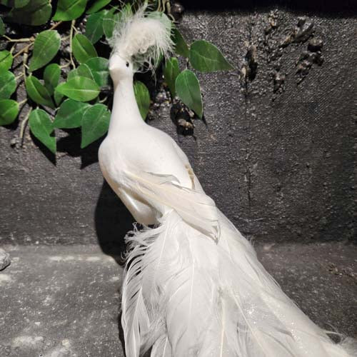White Peacock (approx. 71cm long)