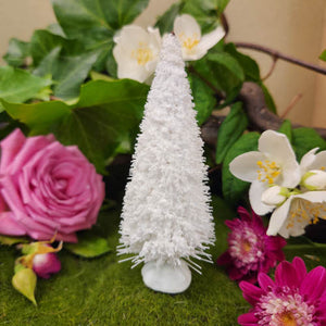 White Fir Tree for Fairy Garden