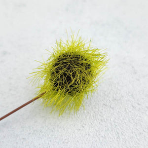 Moss Ball on a Stick 