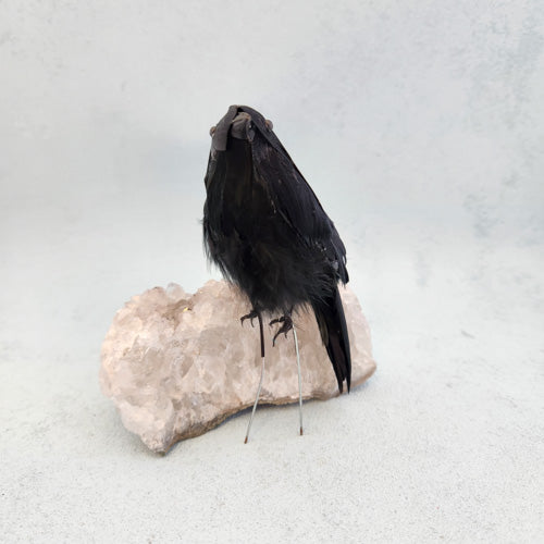 Black Raven (approx. 8x7cm)